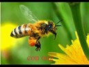 Câu đố về:  Con ong 